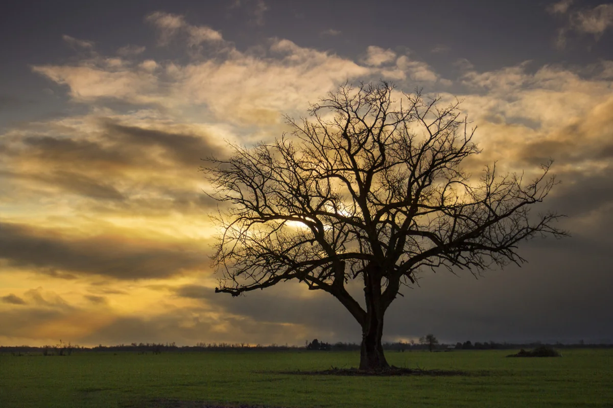 Silueta de un árbol sin hojas recortada contra un atardecer
