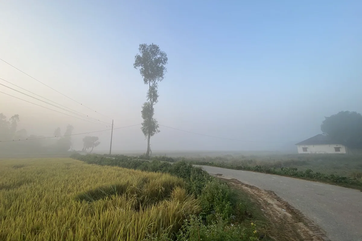 Camino rural entre campos con niebla al amanecer