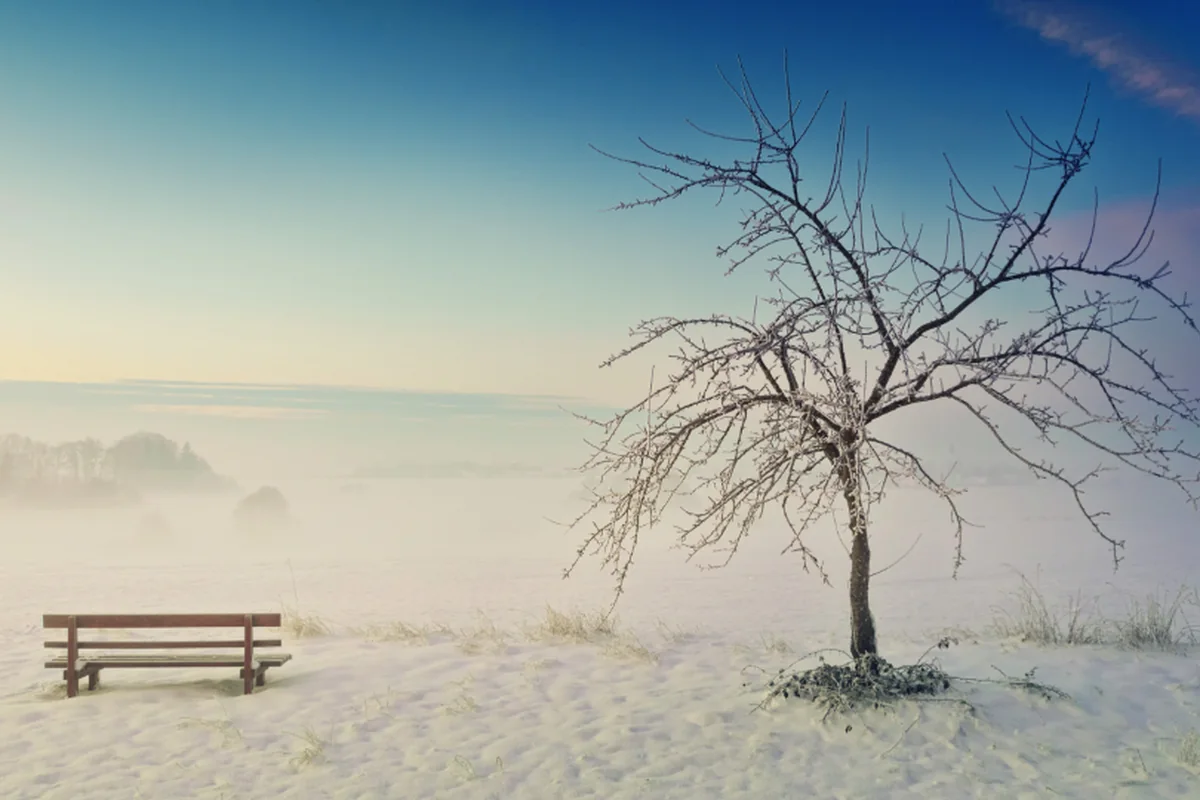 Banco de madera vacío sobre la nieve junto a un árbol sin hojas, con niebla al fondo y cielo azul despejado