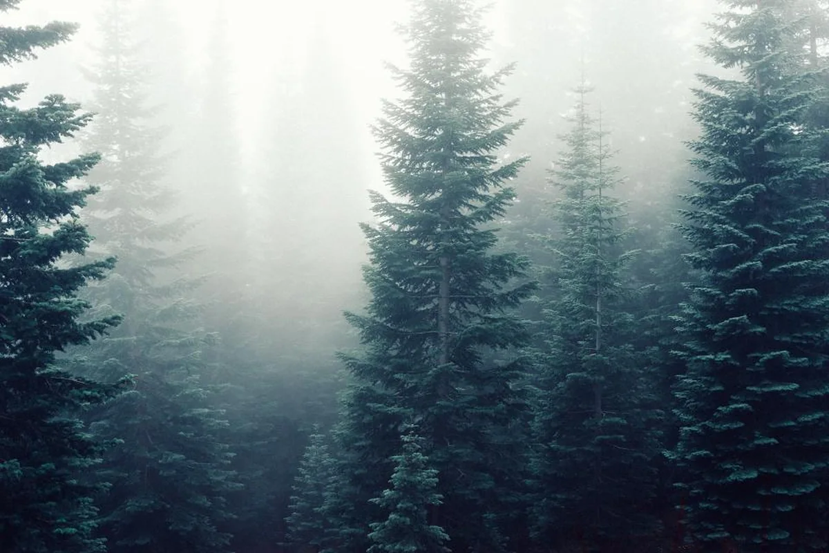 Abetos altos y oscuros en un bosque envuelto en niebla blanca