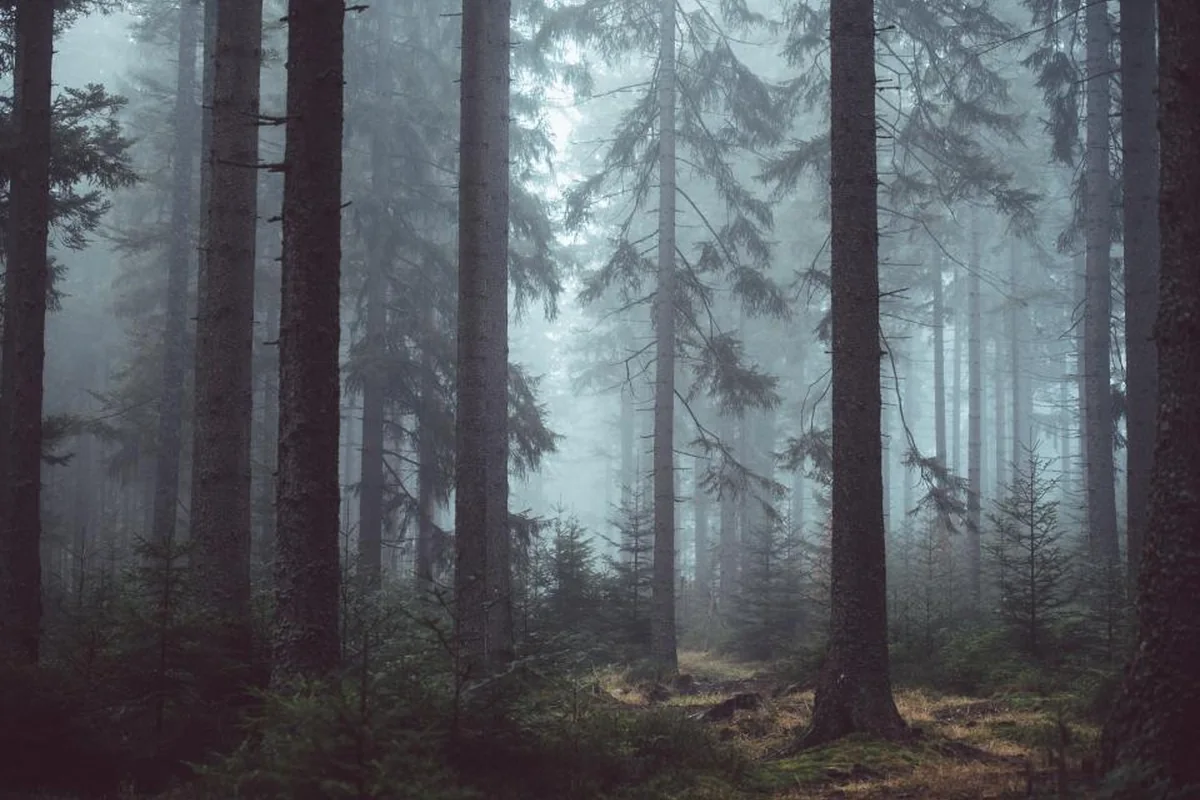 Un bosque de pinos altos y oscuros envuelto en niebla, con el suelo cubierto de musgo y pequeños abetos