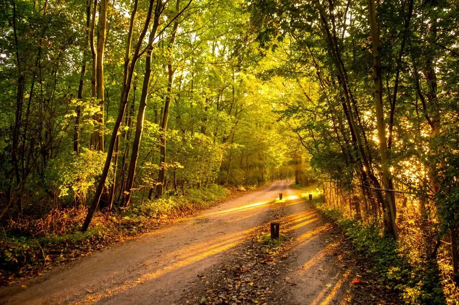 Sendero en un bosque iluminado por luz cálida de atardecer
