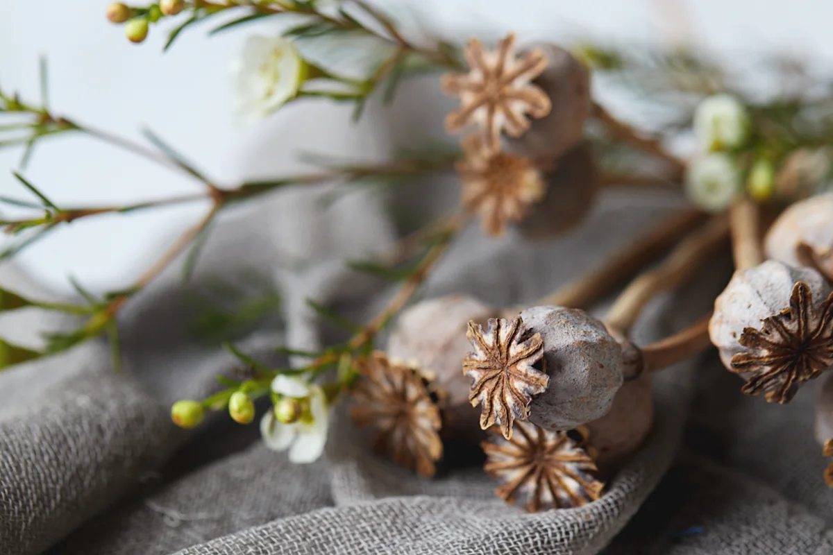 Cabezas secas de amapola y pequeñas flores blancas sobre un paño de lino gris