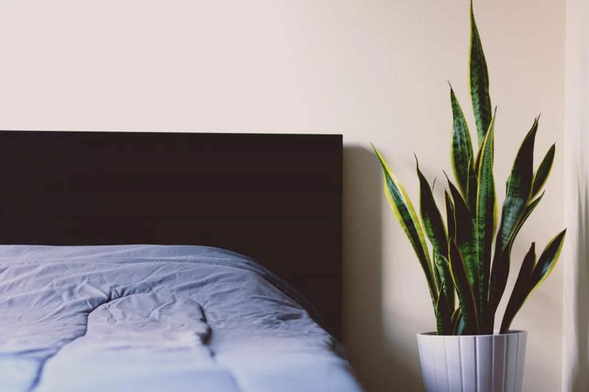 Esquina de una cama con funda nórdica azul claro y cabecero oscuro junto a una planta en una maceta blanca