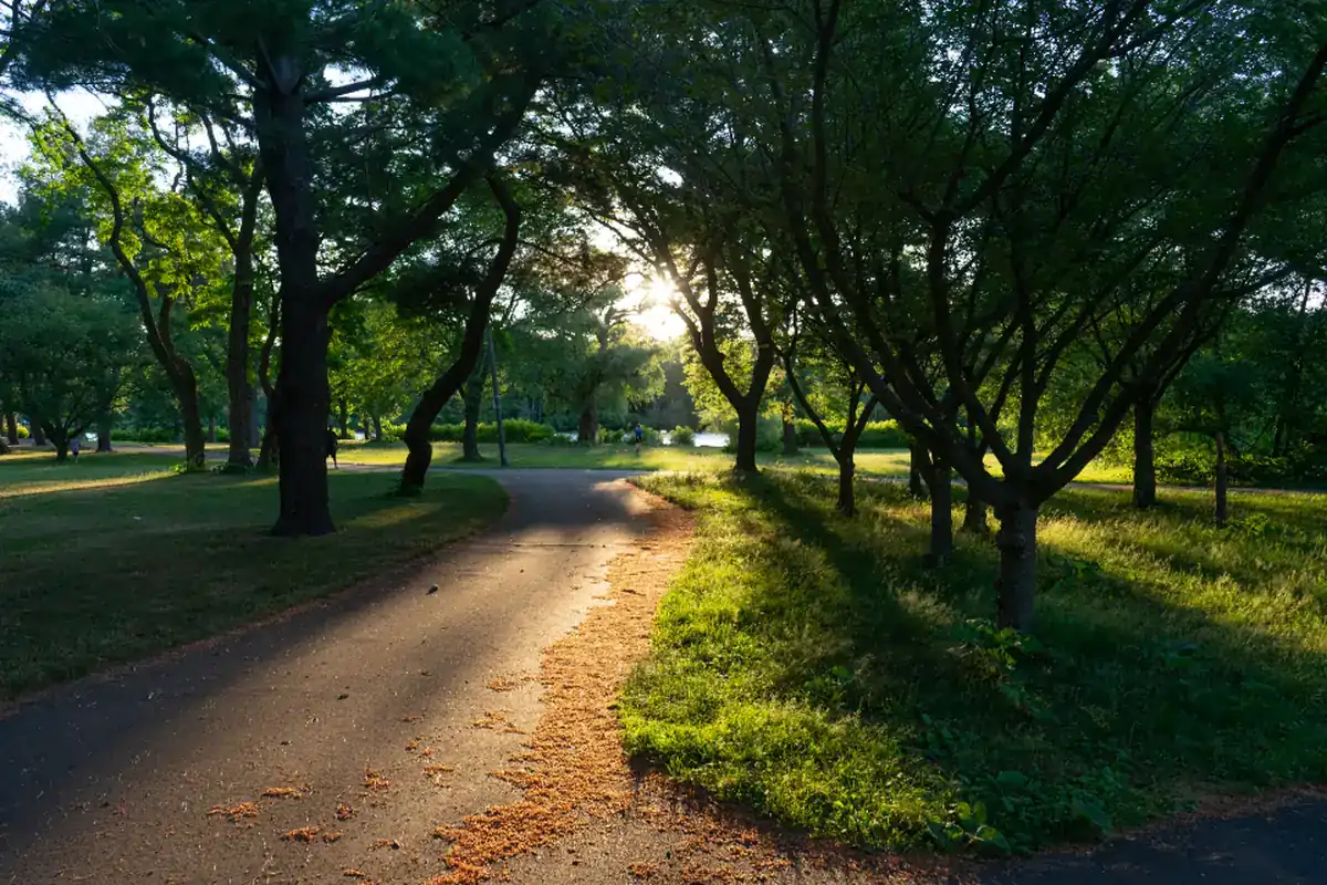 Camino asfaltado que se curva entre árboles y césped, iluminado por el sol bajo de la tarde