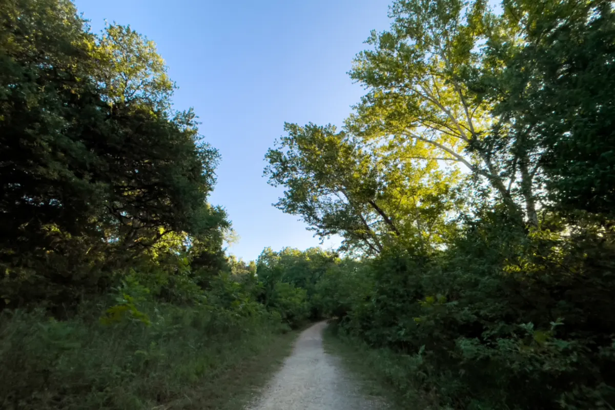 Camino de tierra que se adentra entre árboles frondosos bajo un cielo azul despejado