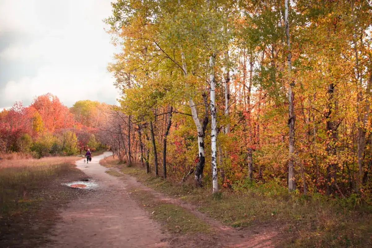 Camino de tierra entre árboles de hojas amarillas y rojas en otoño, con una persona caminando a lo lejos