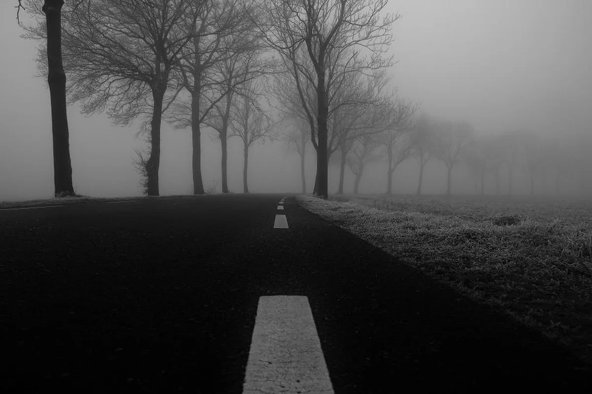 Carretera en blanco y negro que se pierde entre árboles sin hojas cubiertos de niebla