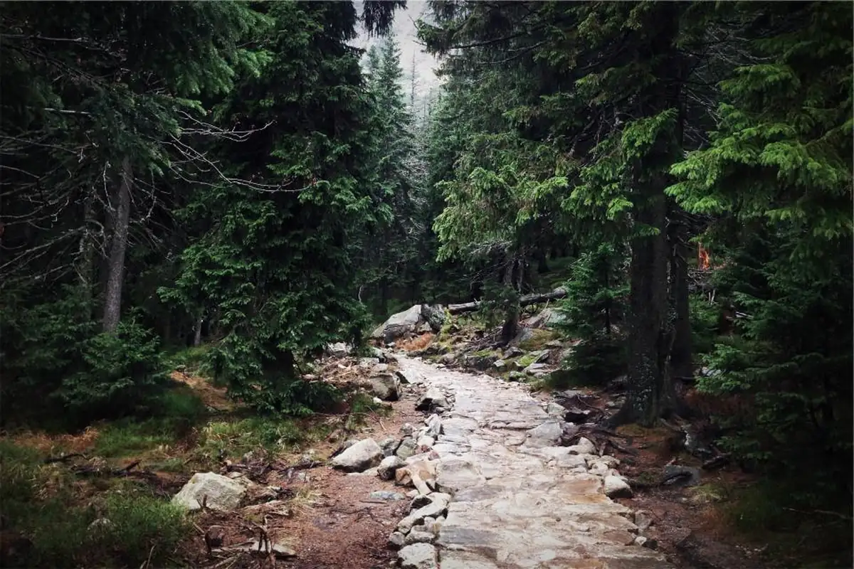 Sendero de piedras entre árboles en un bosque