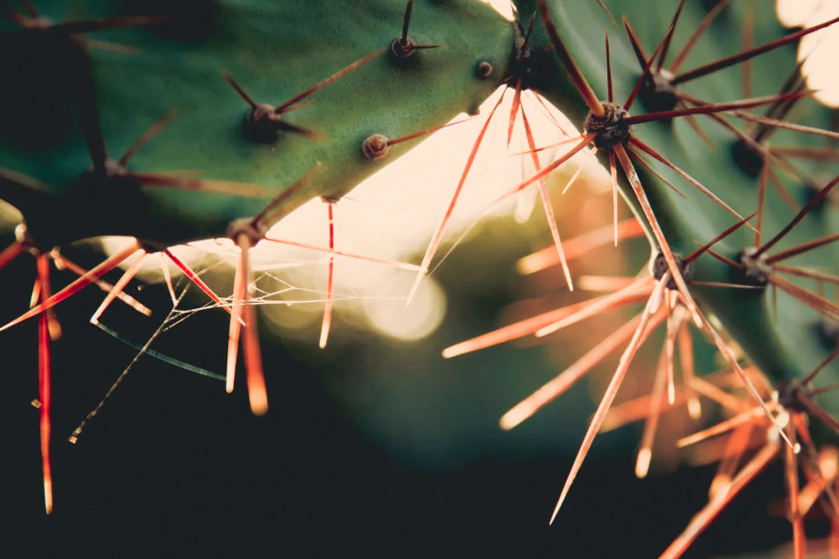 Primer plano de las espinas rojizas de un cactus iluminadas a contraluz por una luz cálida