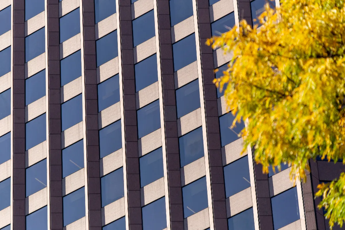 Fachada de un edificio de oficinas con filas de ventanas idénticas y las ramas de un árbol de hojas amarillas en primer plano
