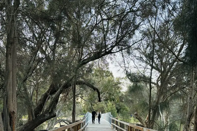 Puente de madera entre árboles