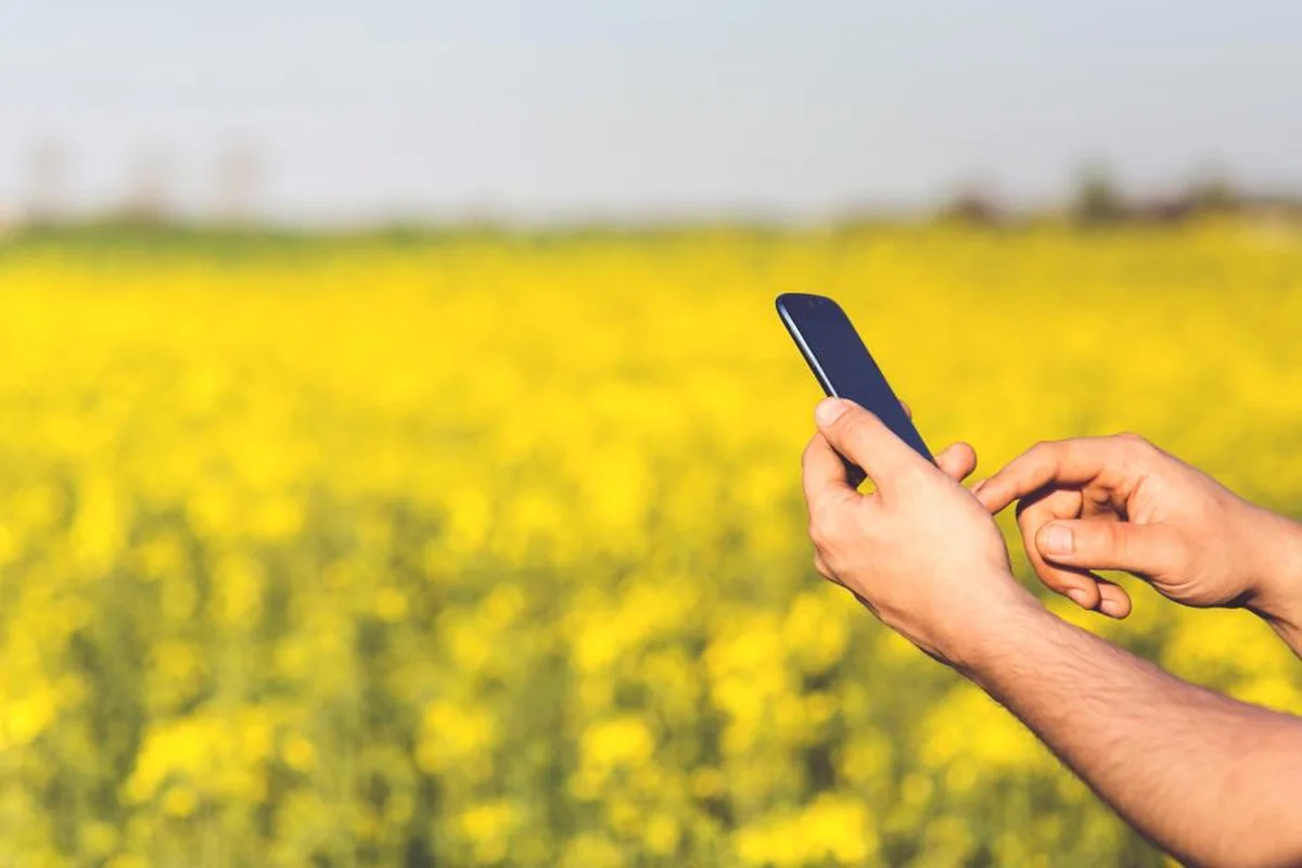 Dos manos sujetando y tocando la pantalla de un móvil oscuro delante de un campo de flores amarillas desenfocado