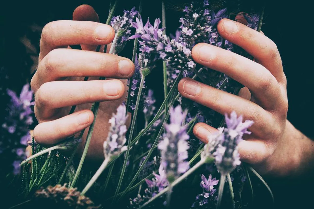 Dos manos rodeando con suavidad unas ramas de lavanda en flor sobre un fondo oscuro