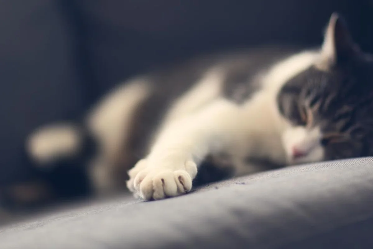 Gato descansando plácidamente sobre el respaldo de un sofá