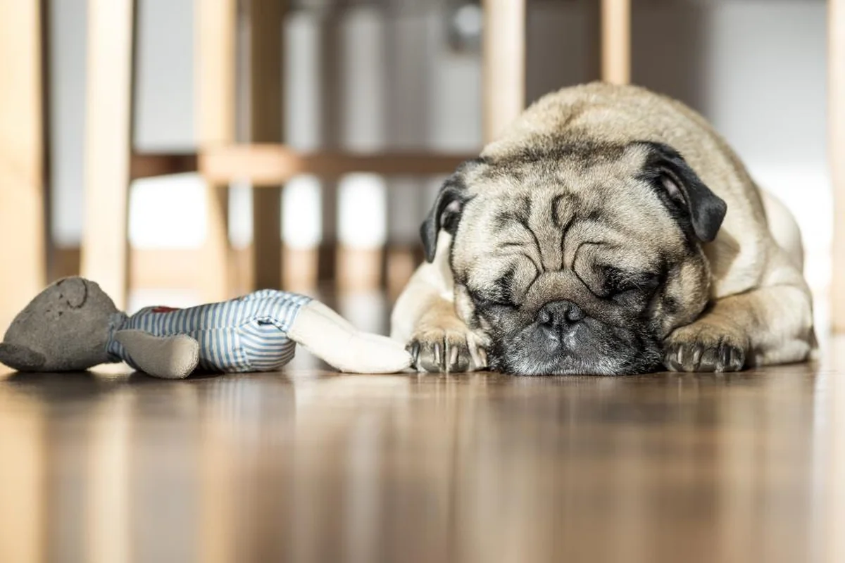 Perro dormido en el suelo junto a un juguete de peluche