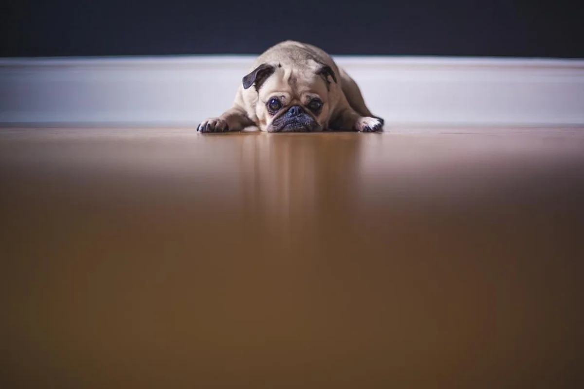 Perro pequeño tumbado en el suelo con la mirada baja, en actitud de espera