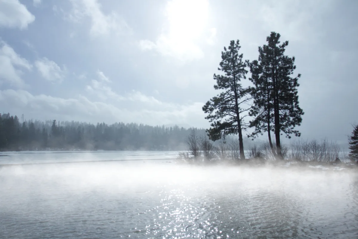 Niebla baja sobre la superficie de un lago con dos pinos altos en la orilla y un bosque difuminado al fondo