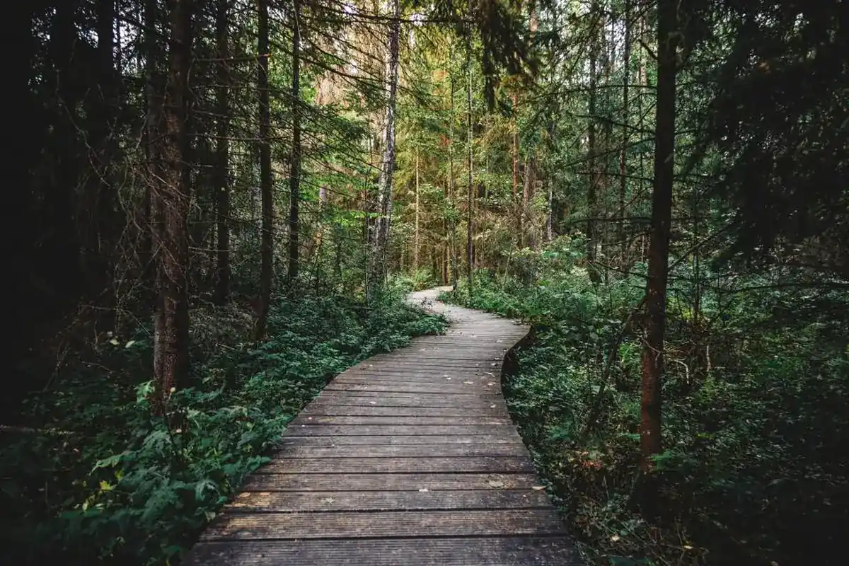 Pasarela de madera que se curva entre árboles altos y vegetación verde en un bosque