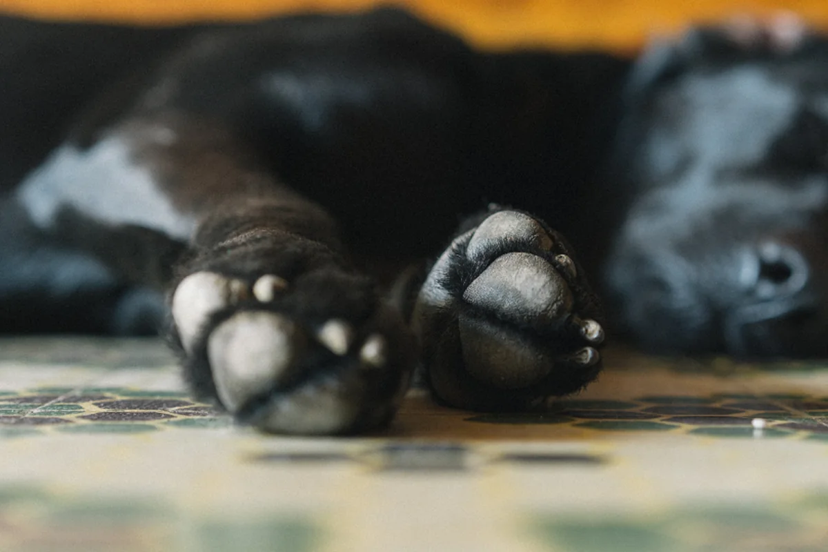 Primer plano de las patas delanteras de un perro negro dormido sobre un suelo de baldosas, con el hocico desenfocado al fondo