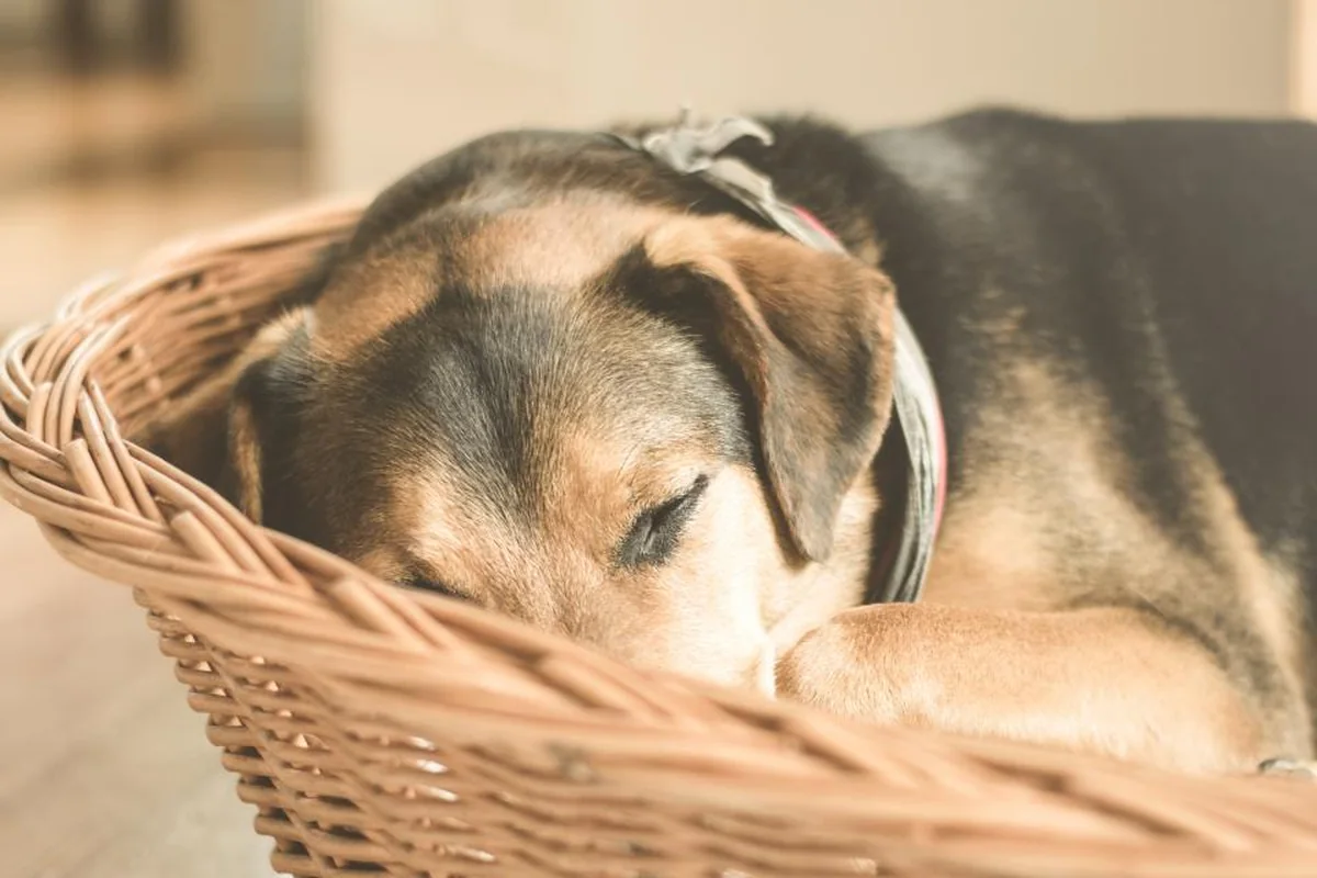 Un perro de pelo marrón y negro duerme tranquilo acurrucado dentro de una cesta de mimbre