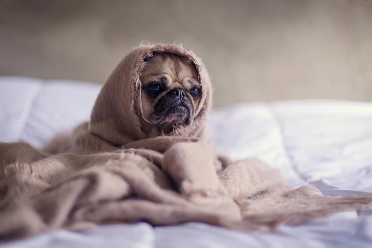 Perro carlino envuelto en una manta de color beige sobre una cama con sábanas blancas