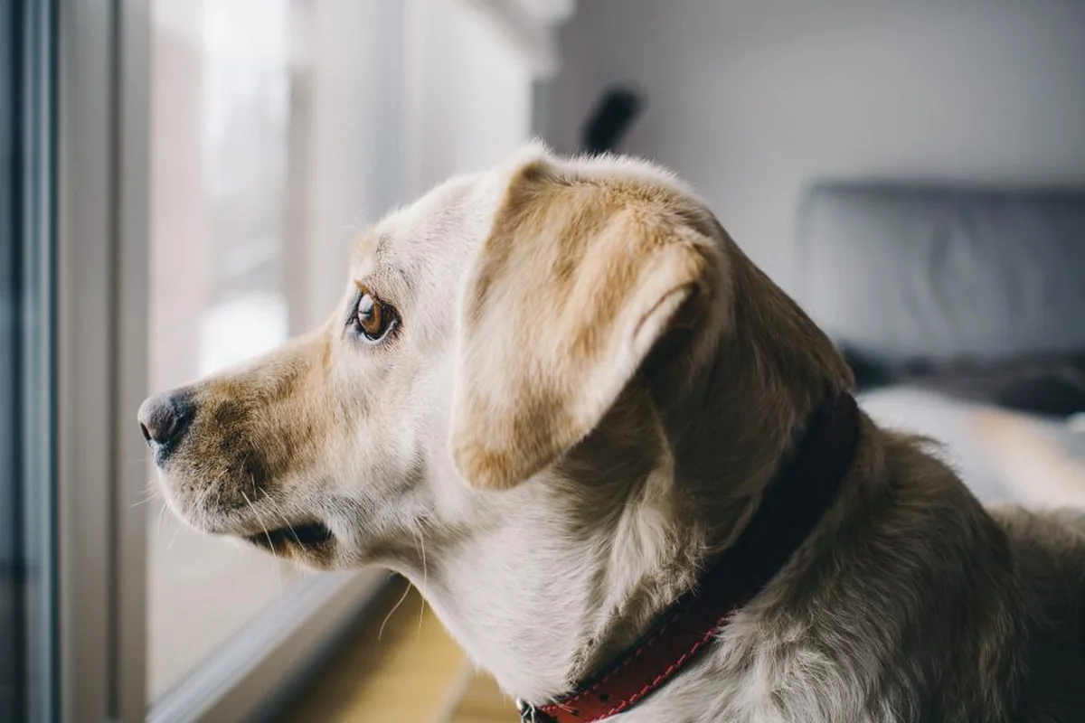 Perro de pelo claro con collar rojo mirando de perfil a través de una ventana dentro de casa