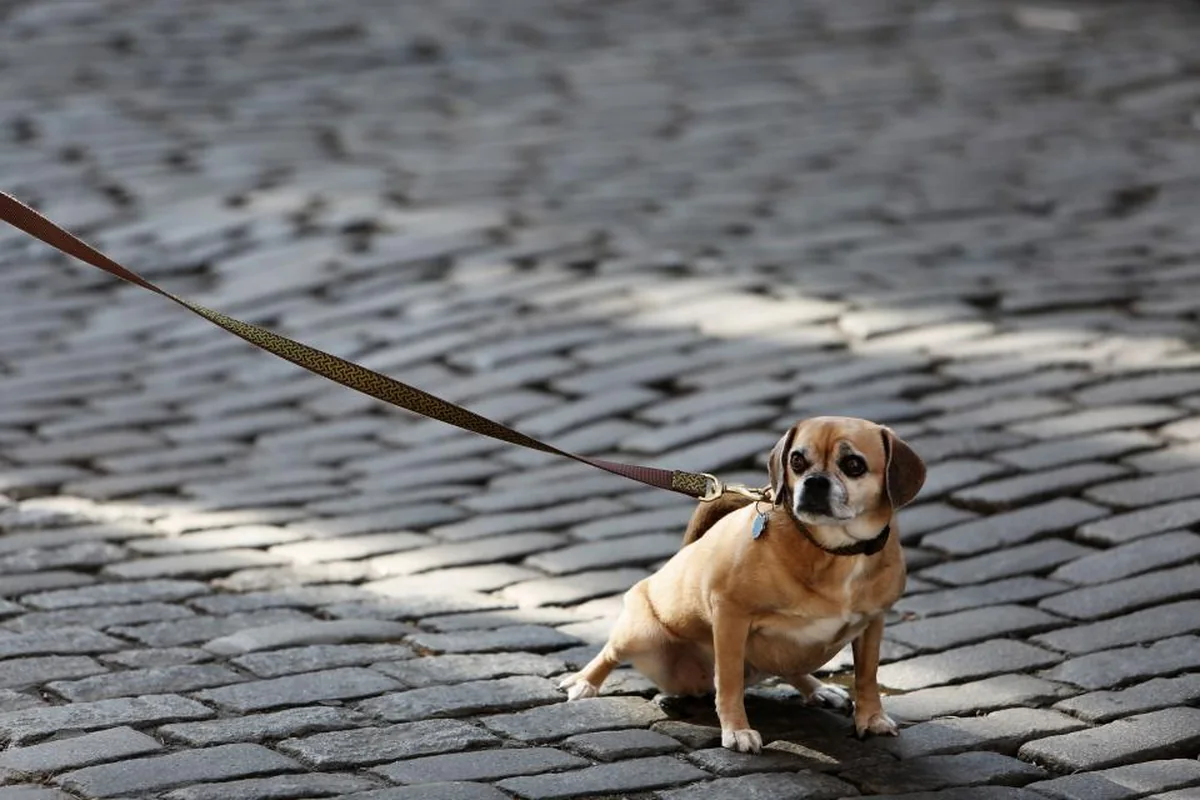 Un perro pequeño de color canela, atado con una correa, sentado sobre una calle de adoquines