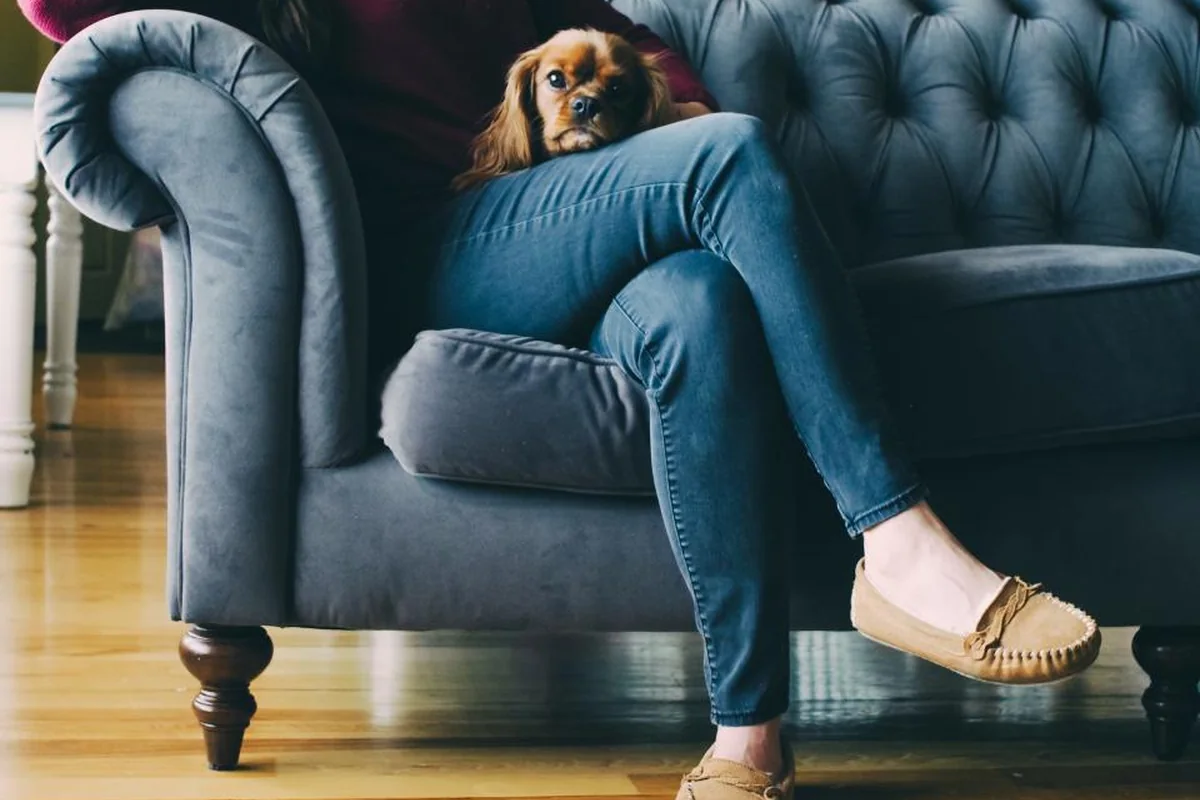 Persona con vaqueros y mocasines sentada en un sofá gris de capitoné, con un perro pequeño de pelo marrón asomado sobre su regazo