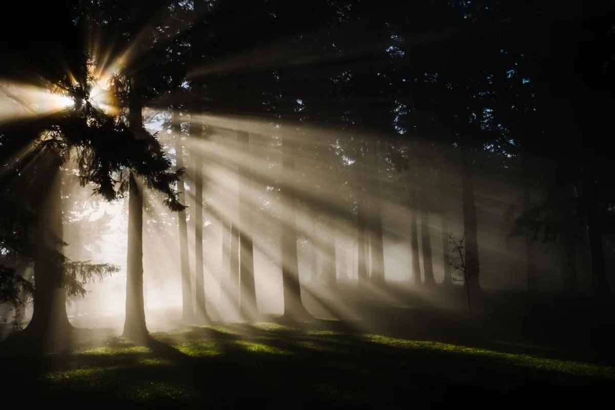 Rayos de sol atravesando la niebla entre los troncos de un bosque oscuro