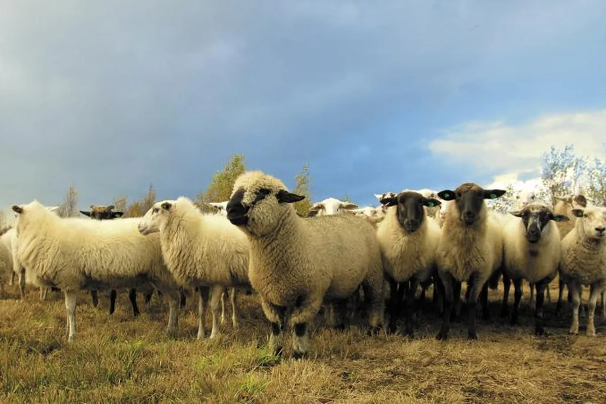 Rebaño de ovejas de lana blanca y cara negra en un prado de hierba seca bajo un cielo azul con nubes de tormenta