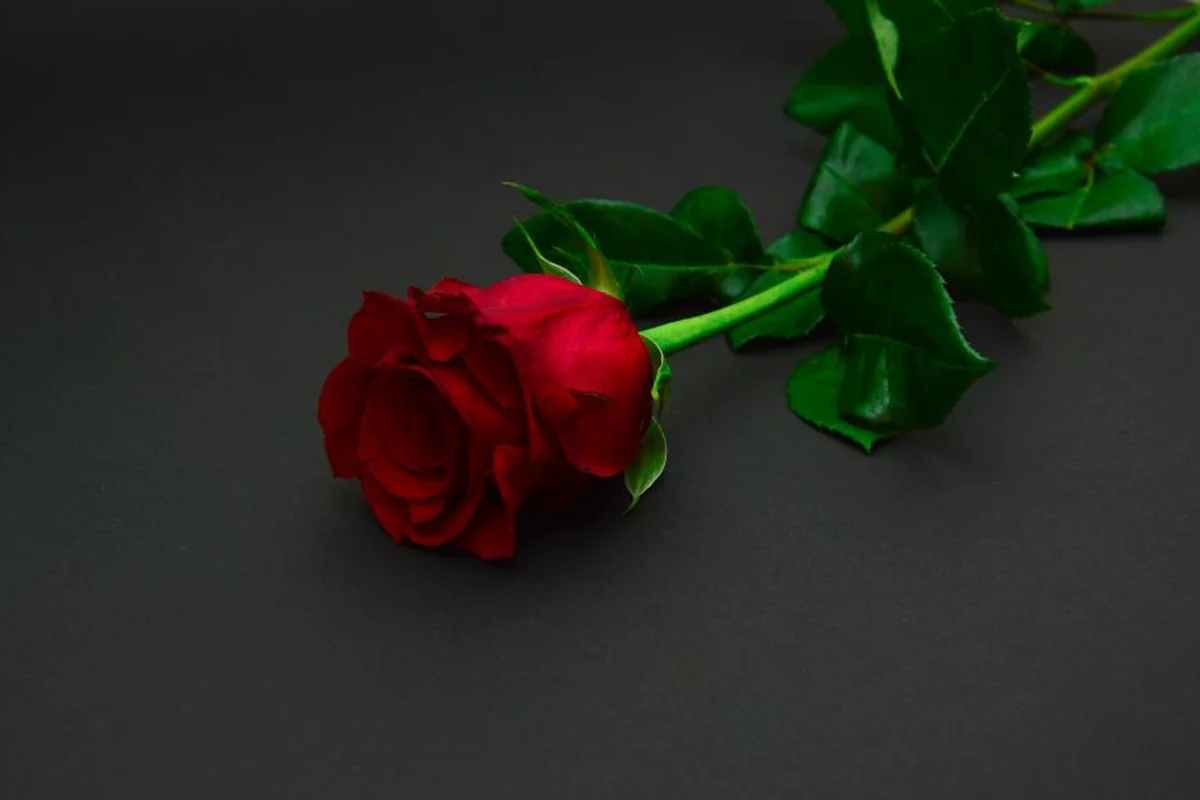 Una rosa roja con tallo y hojas verdes tumbada sobre una superficie gris oscura