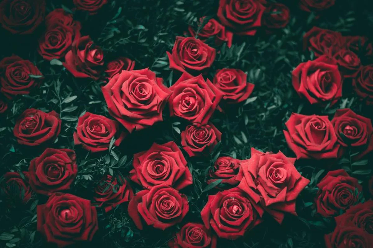 Decenas de rosas rojas abiertas muy juntas entre hojas de color verde oscuro