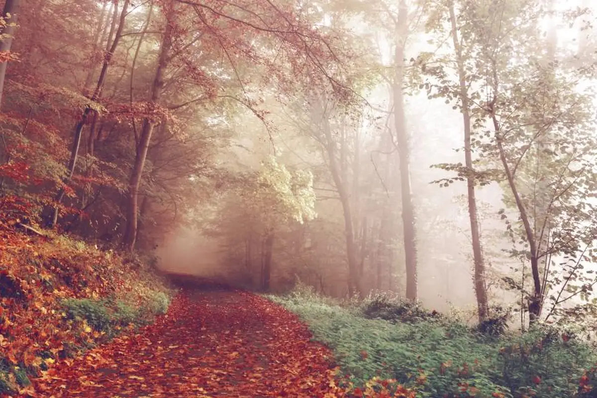 Sendero cubierto de hojas rojizas que se adentra en un bosque otoñal con niebla