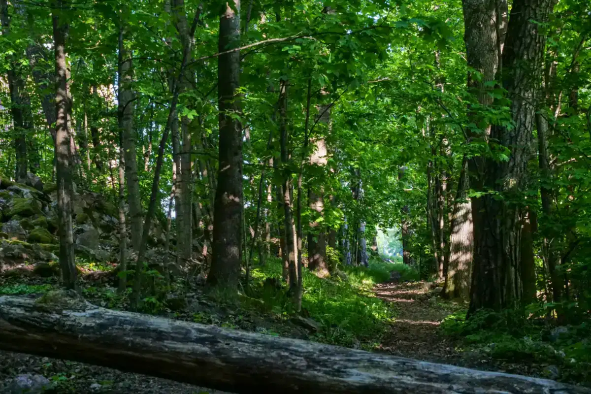Sendero de tierra que se adentra en un bosque frondoso, con un tronco caído en primer plano y luz al fondo
