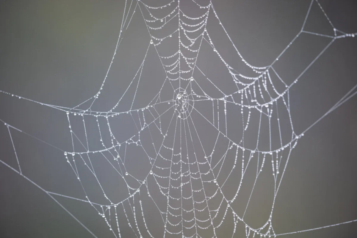 Una tela de araña cubierta de gotas de rocío sobre un fondo gris desenfocado